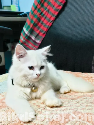 Parsian cat